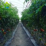 OEM Sawtooth PO PE Plastic Film Greenhouse For Strawberries