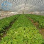 Fruit And Veggies PE Film Greenhouse Single Polyethylene Film Greenhouse