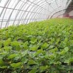 1209cm * 235cm * 239cm Film Greenhouse for Shading and Ventilation of Tomato