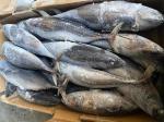 New Landing Delicious 100g 300g A＋ grade Frozen Bonito Fish for sale