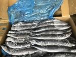 BRC High Protein BQF Frozen #3 Pacific Saury Fish