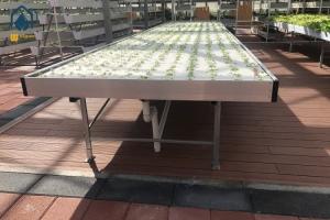 Quality Green House Ebb And Flow Rolling Benches Medical Plants Nursery Hydro Flood Tables wholesale