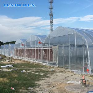 Quality Prefabricated Tomato Tunnel Multi Span Greenhouse Different Vegetables Support wholesale
