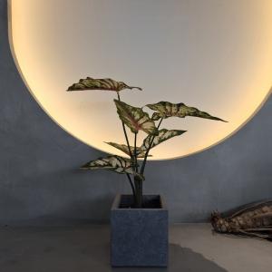 Quality Lifelike Green Plastic Artificial Plants 70-120cm For Indoor / Outdoor Decor wholesale