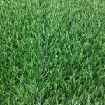 Pu Back Artificial Leisure Grass 9000 Dtex Ornamental High Performance