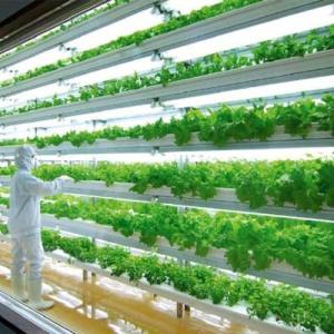 Quality High Humidity Vertical Farming Hydroponic Container Greenhouse For Vegetables wholesale