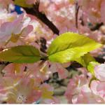 3m Fake Japanese Style Cherry Blossom Tree Sakura Flower Garden Decoration