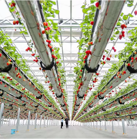 SAINPOLY Hydroponic Strawberry Greenhouse With Planting Systems Easily Assembled