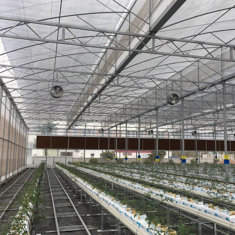 Single Layer Film Cover Greenhouse with Excellent Insulation and Pressure Resistance