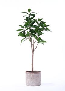 Quality Traditionally Potted Ficus Tree Subtle Tropical Feel Inspired By Nature wholesale