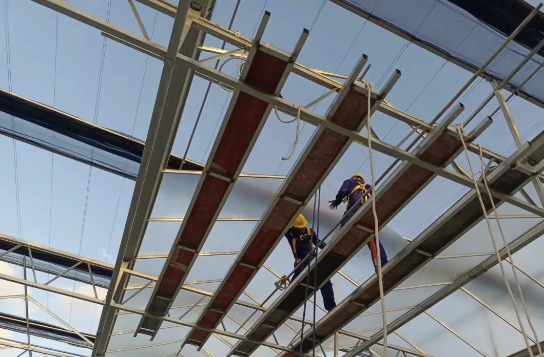 Multi-Span Tunnel Vegetable Production Greenhouse