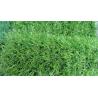 Buy cheap High Density Natural Appearance Gardens Landscape Grass Garden Carpet Grass from wholesalers
