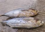 6 Fatty Acids Whole Round Seafrozen 3kg Freezing Skipjack Tuna
