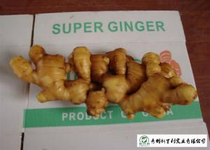 Quality 150 - 300 G / Per Fresh Yellow Ginger Sell To Supermarket And Wholesaler wholesale