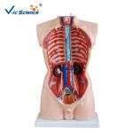 Full Size Human Torso Model 85cm Man Torso 19 Parts Oem Service