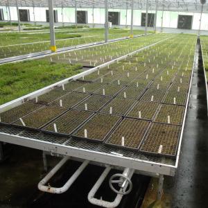 Quality Modern Aluminum Greenhouse Ebb Flow Table With Drain Tray Valve wholesale