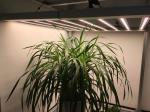 Famous Brand Driver Samsung LM301B 365nm Veg Grow Light
