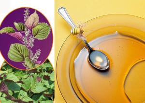 Quality Hot Pressed Healthy Edible Oil Perilla Oil Suitable For Seasoning Cooking wholesale
