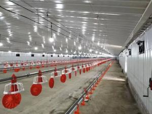 Quality ODM Steel Structure Poultry House Chicken Coop Steel Frame Farm Building Customized Length wholesale