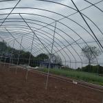 PE Tunnel Single Span Greenhouse Hot Galvanized Steel Transparent Color