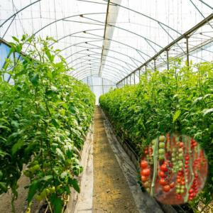 Quality ISO9001 Side Ventilation System Tunnel Plastic Greenhouse Single Span wholesale