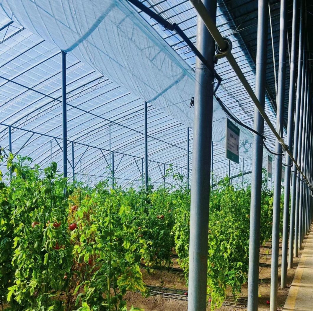 Customization Snow Vibrator Greenhouse for Tomato Planting