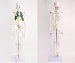 Hospital Education 85cm Life Size Skeleton Anatomy Model With Ligaments