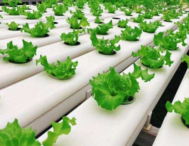 Film Greenhouse Hydroponic Setup for Efficient Farming
