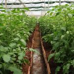 Tomato Plant Growth Tunnel Plastic Greenhouse Film Covering UV Treated
