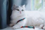 Sublimation Large Cat Harness And Leash Cat Halter For Walking