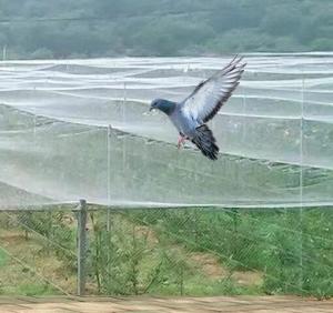 China 40 50 60 Mesh 125g Agriculture Greenhouse Anti Insect Net With Acceptable Printing on sale