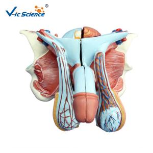 Quality Medical Science Male Genital Organ 53cm Human Anatomical Model wholesale