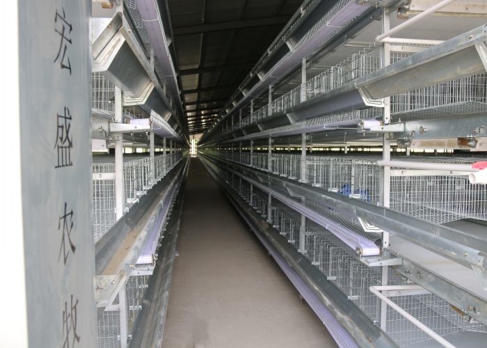 Stable Automatic Manure Removal System For Poultry Chicken House