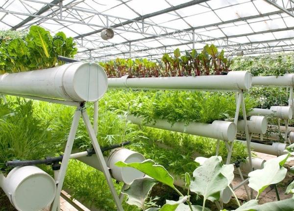 Farming Film Greenhouse Hydroponic Setup with Steel Structure and Large-Scale