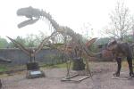 Life Size Fiberglass Complete Dinosaur Fossil For Park Exhibition
