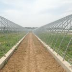 8m Span Greenhouse for Cultivation on Small Agriculture Farms and Farming