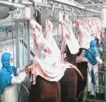 ISO9001 CE Slaughterhouse Cow Machine Stainless Steel 304 Cow Feet Hair Removing