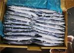 IQF Cololabis Saira Bulk 130g 140g 150g Sea Frozen Pacific Saury