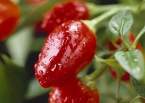 Quality Dried Round Chili Peppers With Intense Heat Spicy Flavor wholesale