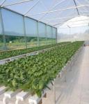 Revolutionary Hydroponic Vertical Farming Technology for Shipping Container