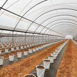 Greentime agriculture Greenhouses Suppliers Plastic Film Rain Shelter Greenhouse