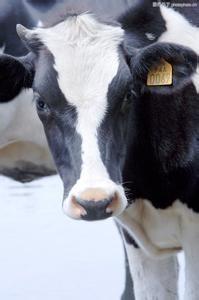 Quality Livestock Traceability Management Solution wholesale