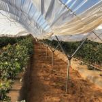 Clear Sheeting Roof Polythene Cover 80 Microns Multi Span Greenhouse