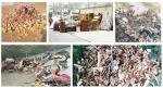 Home Appliance Textile Waste Shredder Wooden Wardrobe Furniture Crusher Wood