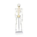 Medical Pvc Simulation 85cm Small Anatomical Skeleton Model