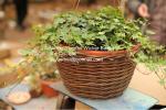 home dicorative wicker garden baskets willow flower plant baskets manufacture