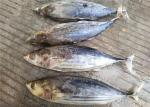 6 Fatty Acids Whole Round Seafrozen 3kg Freezing Skipjack Tuna
