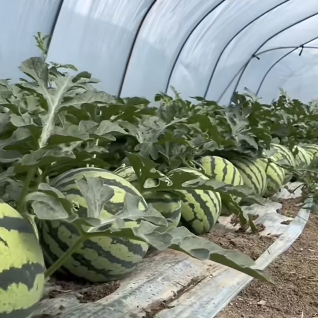 Affordable Hydroponic Tunnel Greenhouse System