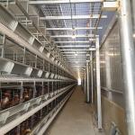 H Type Fully Automatic Battery Chicken Cage Poultry Farm Feeding Equipment 10
