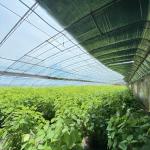 Aquaponics Flower Planting Sparay Irrigation Vegetable Sunlight Greenhouse for